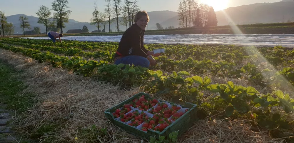 Erdbeeren auf dem Feld selber pflücken